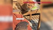 猛禽飞入女子怀里依偎，秒变萌宠任由她轻抚，一旁围观的猫咪震惊
