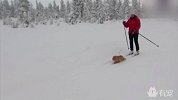 一只会拉雪橇的猫咪，一定是被二哈咬了