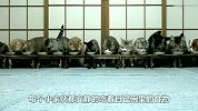 13只猫咪排成一排吃饭，突然丢下猫粮就跑，发生了什么？