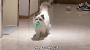 宠物解说：宝石蓝的眼睛，布偶是猫界刘亦菲？