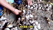大蒜的养殖方法和注意事项