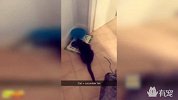 本以为这是一只不怕黄瓜的猫，没想到...