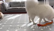 铲屎官买了个玩具蛇，猫和狗看到后，反应太好玩了哈哈