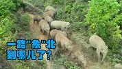 超高清实拍北迁亚洲象群：总体向西南迁移，独象离群6天
