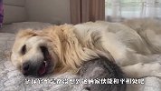 猫咪这是错把金毛当妈妈了？黏在一起不分开，画面太有爱了