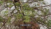 老虎上树追猴子，猴子不慌不忙轻松应对，老虎树上捕食能力如何呢