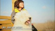 禁狗令专题-反对哈尔滨禁狗令宣传片（中文版）