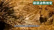 豪猪浑身长满刺，它们怎么繁殖后代？满身的刺连非洲豹都吃过它的亏！