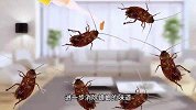 蟑螂味道怎么去除