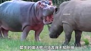 河马对犀牛发起进攻，而犀牛仅出一招，就吓得它坐在地上不敢起身