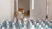 主人摆下矿泉水瓶大阵！柴犬能成功通过吗？镜头记录爆笑全程