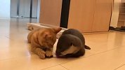 猫咪教水獭越狱，一个敢教一个敢学，场面笑爆了