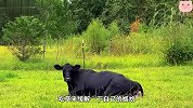 黑牛妈妈生宝宝，谁知小牛犊生下来就会走，相处画面太暖心了