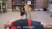 孟婆汤掺水了吧，这狗居然可以心肺复苏和人工呼吸