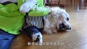 主人给金毛量体温，这家伙还以为是在打针，下一秒笑爆了