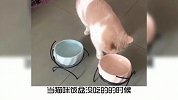 宠物冷知识：为什么你家猫更喜欢其他人？奇怪的知识又增加了