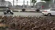 旅游-国外新闻报道国内井然有序5000鸭子军团