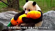 大熊猫不肯回家，被饲养员抬起就走，下一秒憋住别笑