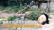 【北京】动物园有人扔石头砸熊猫，目击者：半小时两次