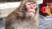 简直让猴哥怀疑人生了