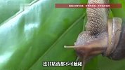 广东暴雨后巨型蜗牛泛滥，被称为“毒王”！专家提醒：一只携带上百条寄生虫