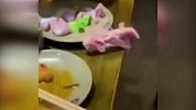 饭桌上诡异一幕 生鸡肉竟奇迹复活上演大逃亡