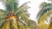椰树的养殖方法和注意事项
