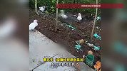18斤大鹅在家门口河沟中突然消失，村民：吓人，呲溜一下就没有了