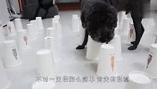 200个纸杯却只有5个里面放吃的，狗子能找到吗？结局笑爆了
