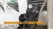 秦岭动物园大猩猩看报纸走红 园方：天性好奇还会洗衣服