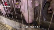 农村母猪产下“大象猪”，村民看后一脸疑惑，专家看后却这样说