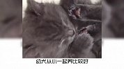 宠物冷知识：猫狗共养要注意什么？