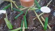 大虾买回来别总是油焖了，这样做鲜香可口，又脆又好吃