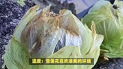 雪莲花的养殖方法和注意事项