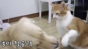 这猫咪也太厉害了，把金毛打得不敢还手，场面笑爆了