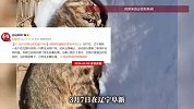 辽宁一农户庄园出现豹纹动物，躺在雪地中已死亡，当事人回应