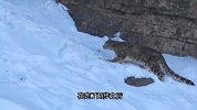 雪豹潜行狩猎山羊，目标很明确，结果半路又冲出一只羊而致瞬间翻车