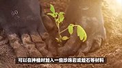 梓树的养殖方法和注意事项
