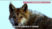 再版《重返狼群》透露格林活到了14岁，2024年发现格林三趾足迹