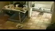 懒猫眼见海鸥叼走自己饭盆