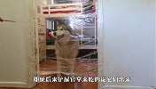 主人用保鲜膜做透明墙，金毛能过去吗？网友：真为这孩子捉急