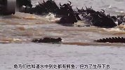 角马群大迁徙，是鳄鱼最开心的时刻！