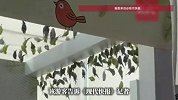 提供捕网，抓到后可付费带走，8.8元就能进去随意抓鸟？主办方回应
