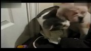 [搞笑]实拍憨厚小狗向猫咪示好反遭野蛮暴揍你丫没刷