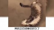 猫咪会感到孤独吗？