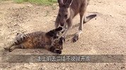 袋鼠看见地上躺着一只猫，二话不说上前撸，几秒钟后悲剧了！