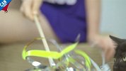 自制创意逗猫棒【举起爪儿来】