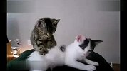 猫咪按摩不好遭兄弟打