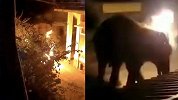 印度村民为驱赶大象将点燃轮胎扔其头上 耳朵背部烧伤送医时死亡