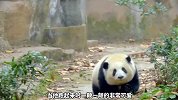 这只熊猫很受到人类的喜爱，你喜欢花花吗？